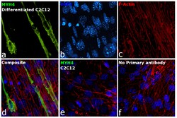 Myosin 4 Monoclonal Antibody (MF20), eFluor 660, eBioscience , Invitrogen:Antibodies:Primary