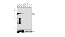 Invitrogen Myosin 4 Monoclonal Antibody (MF20), eFluor 660, eBioscience
