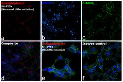 Invitrogen Synaptophysin Monoclonal Antibody (EP10), eFluor 660, eBioscience