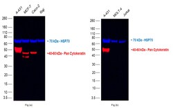 Pan Cytokeratin Monoclonal Antibody (AE1/AE3), eFluor 660, eBioscience