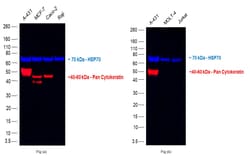 Pan Cytokeratin Monoclonal Antibody (AE1/AE3), eFluor 660, eBioscience