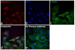 Invitrogen Galectin 9 Monoclonal Antibody (9M1-3), eFluor 660, eBioscience:Antibodies:Primary
