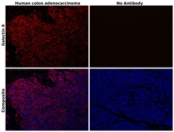 Invitrogen Galectin 9 Monoclonal Antibody (9M1-3), eFluor 660, eBioscience:Antibodies:Primary