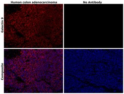 Invitrogen Galectin 9 Monoclonal Antibody (9M1-3), eFluor 660, eBioscience:Antibodies:Primary