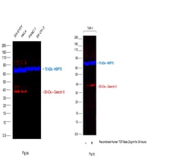 Invitrogen Galectin 9 Monoclonal Antibody (9M1-3), eFluor 660, eBioscience:Antibodies:Primary