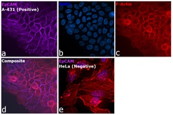 CD326 (EpCAM) Monoclonal Antibody (1B7), eFluor 660, eBioscience , Invitrogen:Antibodies:Primary