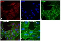IDO Monoclonal Antibody (mIDO-48), eFluor 660, eBioscience , Invitrogen:Antibodies:Primary