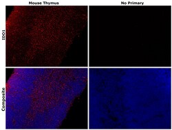 IDO Monoclonal Antibody (mIDO-48), eFluor 660, eBioscience , Invitrogen:Antibodies:Primary
