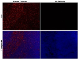 IDO Monoclonal Antibody (mIDO-48), eFluor 660, eBioscience , Invitrogen:Antibodies:Primary
