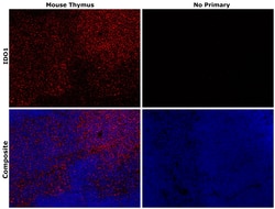IDO Monoclonal Antibody (mIDO-48), eFluor 660, eBioscience , Invitrogen:Antibodies:Primary