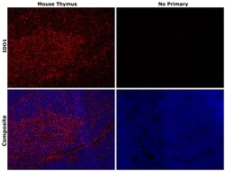 IDO Monoclonal Antibody (mIDO-48), eFluor 660, eBioscience , Invitrogen:Antibodies:Primary
