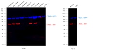 IDO Monoclonal Antibody (mIDO-48), eFluor 660, eBioscience , Invitrogen:Antibodies:Primary