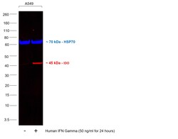 IDO Monoclonal Antibody (eyedio), eFluor 660, eBioscience , Invitrogen:Antibodies,