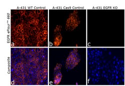 EGFR Monoclonal Antibody (me1B3), eFluor 660, eBioscience , Invitrogen:Antibodies:Primary
