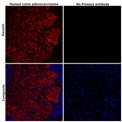 Invitrogen Desmin Monoclonal Antibody (DE-U-10), eFluor 660, eBioscience:Antibodies:Primary