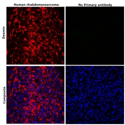 Invitrogen Desmin Monoclonal Antibody (DE-U-10), eFluor 660, eBioscience:Antibodies:Primary
