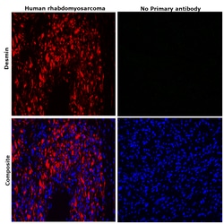 Invitrogen Desmin Monoclonal Antibody (DE-U-10), eFluor 660, eBioscience:Antibodies:Primary