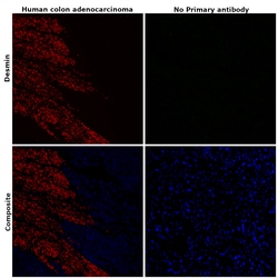 Invitrogen Desmin Monoclonal Antibody (DE-U-10), eFluor 660, eBioscience:Antibodies:Primary