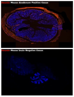 Invitrogen Desmin Monoclonal Antibody (DE-U-10), eFluor 660, eBioscience:Antibodies:Primary