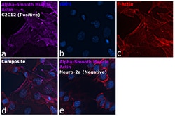 Alpha-Smooth Muscle Actin Monoclonal Antibody (1A4), eFluor 660, eBioscience