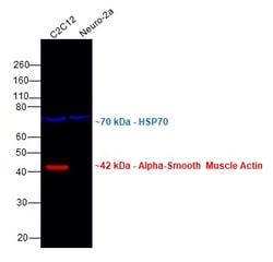 Alpha-Smooth Muscle Actin Monoclonal Antibody (1A4), eFluor 660, eBioscience