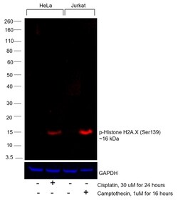 Invitrogen Phospho-Histone H2A.X (Ser139) Monoclonal Antibody (CR55T33),
