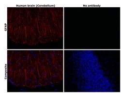 Invitrogen GFAP Monoclonal Antibody (GA5), eFluor 660, eBioscience 25 &mu;g;