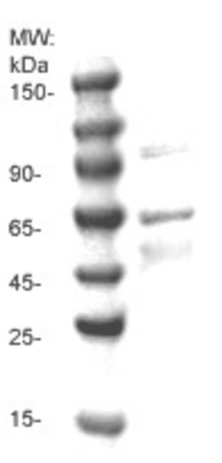 Phospho-NFkB-p65 (Thr435) Polyclonal Antibody, Abbomax 100 &mu;g; Unconjugated:Antibodies,