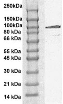 Phospho-STAT6 (Tyr641) Polyclonal Antibody, Abbomax 100 &mu;g; Unconjugated:Antibodies,