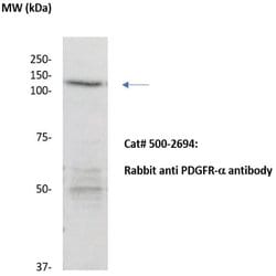 PDGFR-alpha Polyclonal Antibody, Abbomax 100 &mu;g; Unconjugated:Antibodies,