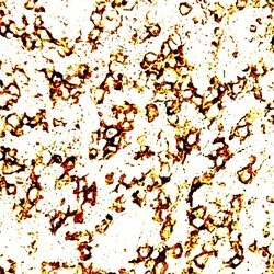 CD2 Polyclonal Antibody, Abbomax 100 &mu;g; Unconjugated:Antibodies, Polyclonal