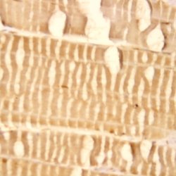 TGF beta Polyclonal Antibody, Abbomax 100 &mu;g; Unconjugated:Antibodies,