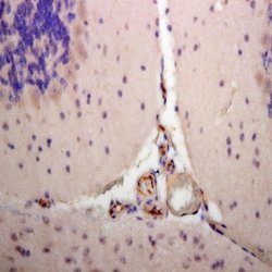 eNOS Polyclonal Antibody, Abbomax 100 &mu;g; Unconjugated:Antibodies, Polyclonal