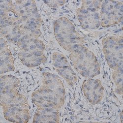 eNOS Polyclonal Antibody, Abbomax 100 &mu;g; Unconjugated:Antibodies, Polyclonal