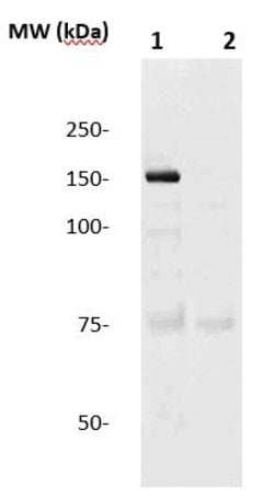 eNOS Polyclonal Antibody, Abbomax 100 &mu;g; Unconjugated:Antibodies, Polyclonal