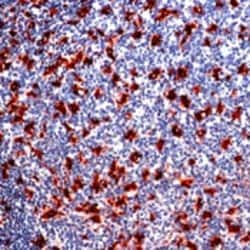 CD68/Macrophage Monoclonal Antibody (KP1), Abbomax 100 &mu;g; Unconjugated:Antibodies,