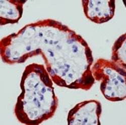 c-Abl Monoclonal Antibody (ABM328), Abbomax 100 &mu;g; Unconjugated:Antibodies,
