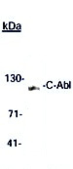 c-Abl Monoclonal Antibody (ABM328), Abbomax 100 &mu;g; Unconjugated:Antibodies,