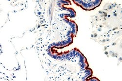 Tubulin-a Monoclonal Antibody (ABM359), Abbomax 100 &mu;g; Unconjugated:Antibodies,