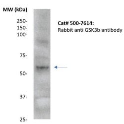 Glycogen Synthase Kinase 3b (GSK3b) Polyclonal Antibody, Abbomax 100 &mu;g;