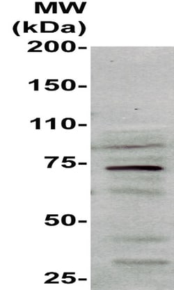 Heat Shock Factor 1 Monoclonal Antibody (ABM401), Abbomax 100 &mu;g; Unconjugated:Antibodies,