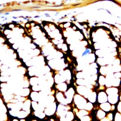 Ras Polyclonal Antibody, Abbomax 100 &mu;g; Unconjugated:Antibodies, Polyclonal