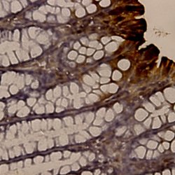 BAFF/BLys/Thank/Tall-1 Polyclonal Antibody, Abbomax 100 &mu;g; Unconjugated:Antibodies,