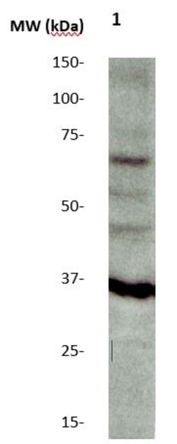 BAFF/BLys/Thank/Tall-1 Polyclonal Antibody, Abbomax 100 &mu;g; Unconjugated:Antibodies,