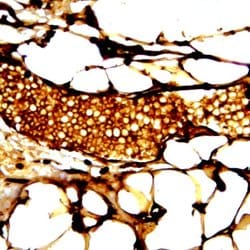 Cyclic adenosine monophosphate (cAMP) Monoclonal Antibody (ABM486), Biotin,