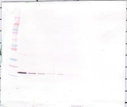 Invitrogen IL-1 beta Monoclonal Antibody, PeproTech 500 &mu;g; Unconjugated:Antibodies,