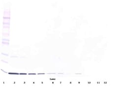 PeproTech IL-3 Monoclonal Antibody, PeproTech 500 &mu;g; Unconjugated:Antibodies,