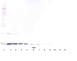 PeproTech IL-3 Monoclonal Antibody, PeproTech 500 &mu;g; Unconjugated:Antibodies,
