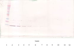 Invitrogen IL-4 Monoclonal Antibody, PeproTech 500 &mu;g; Unconjugated:Antibodies,