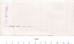 Invitrogen IL-4 Monoclonal Antibody, PeproTech 500 &mu;g; Unconjugated:Antibodies,